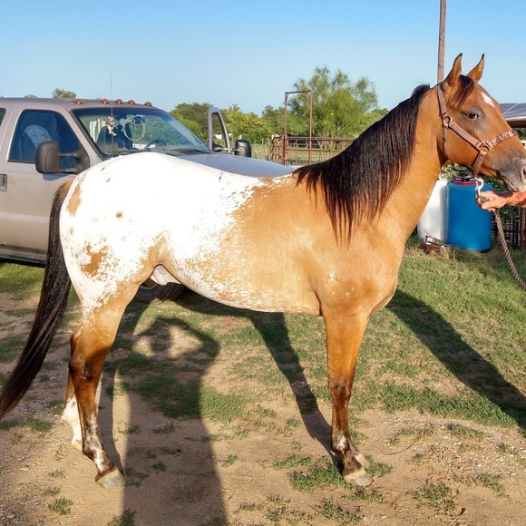 Meet your Posher, Janie - Picture 1 of 1